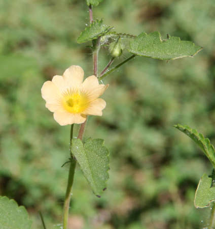  Sida abutifolia