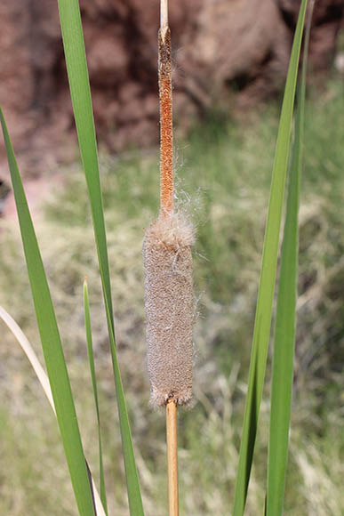  Typha domingensis