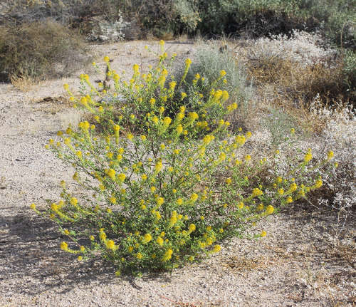  Wislizenia refracta ssp. Refracta