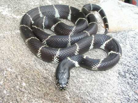  Common kingsnake