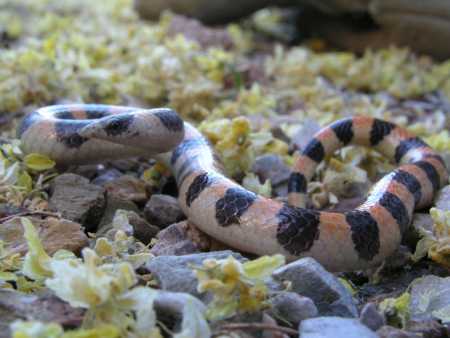  Banded sand snake