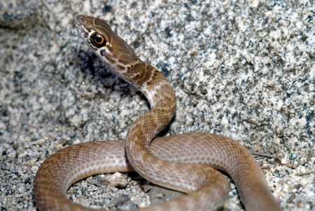  Whipsnake, Coachwhip, Red Racer