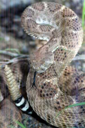  Western diamondback