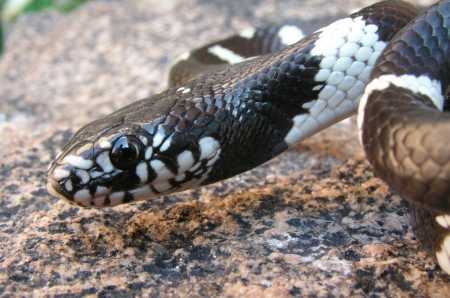  Common kingsnake