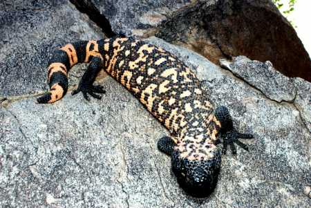  Gila monster