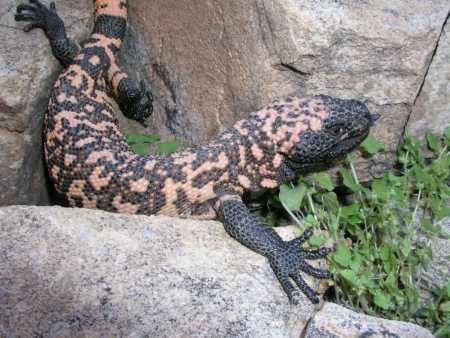  Gila monster