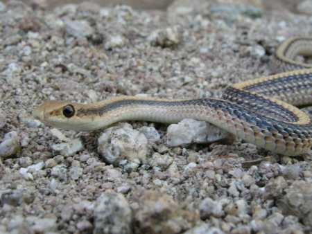  Western patchnose snake