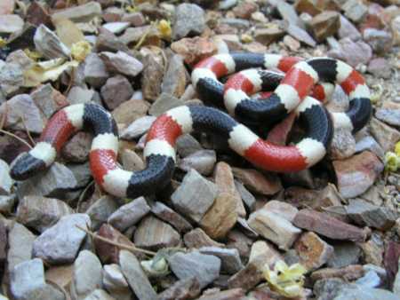  Coral snake