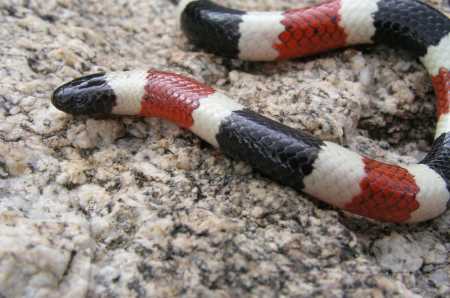  Coral snake