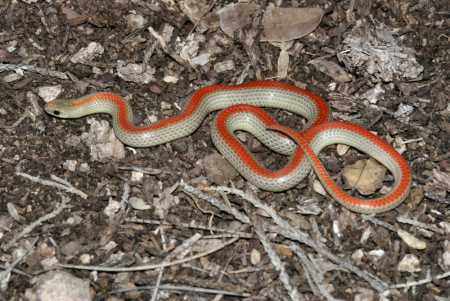  Ground snake