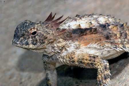  Regal horned lizard