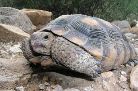  Desert tortoise