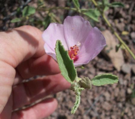  Hibiscus denudatus Bentham