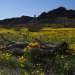 Desert Plants