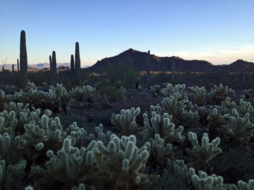 Dawn Reeder Glowing Cholla