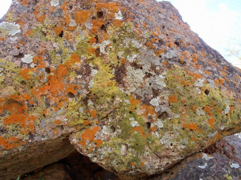 Darlene Reddick, You Like My Lichen