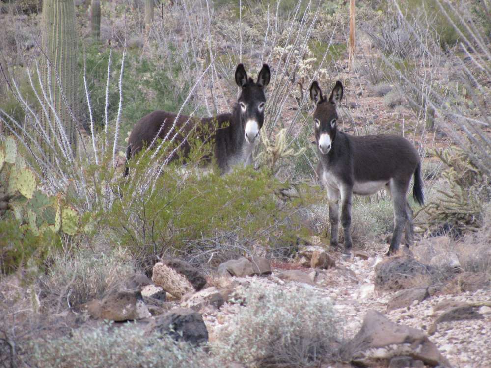 Ann Dewing, Two Donkeys