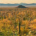 Desert Plants