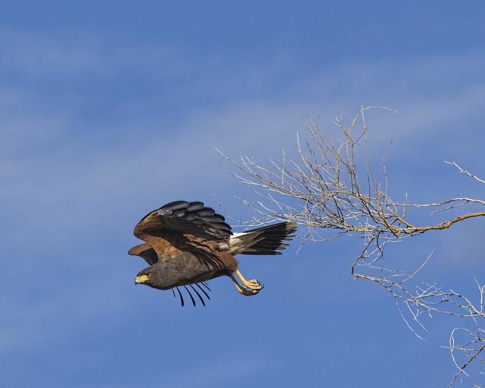 HawkHunting, Robert Sorrels