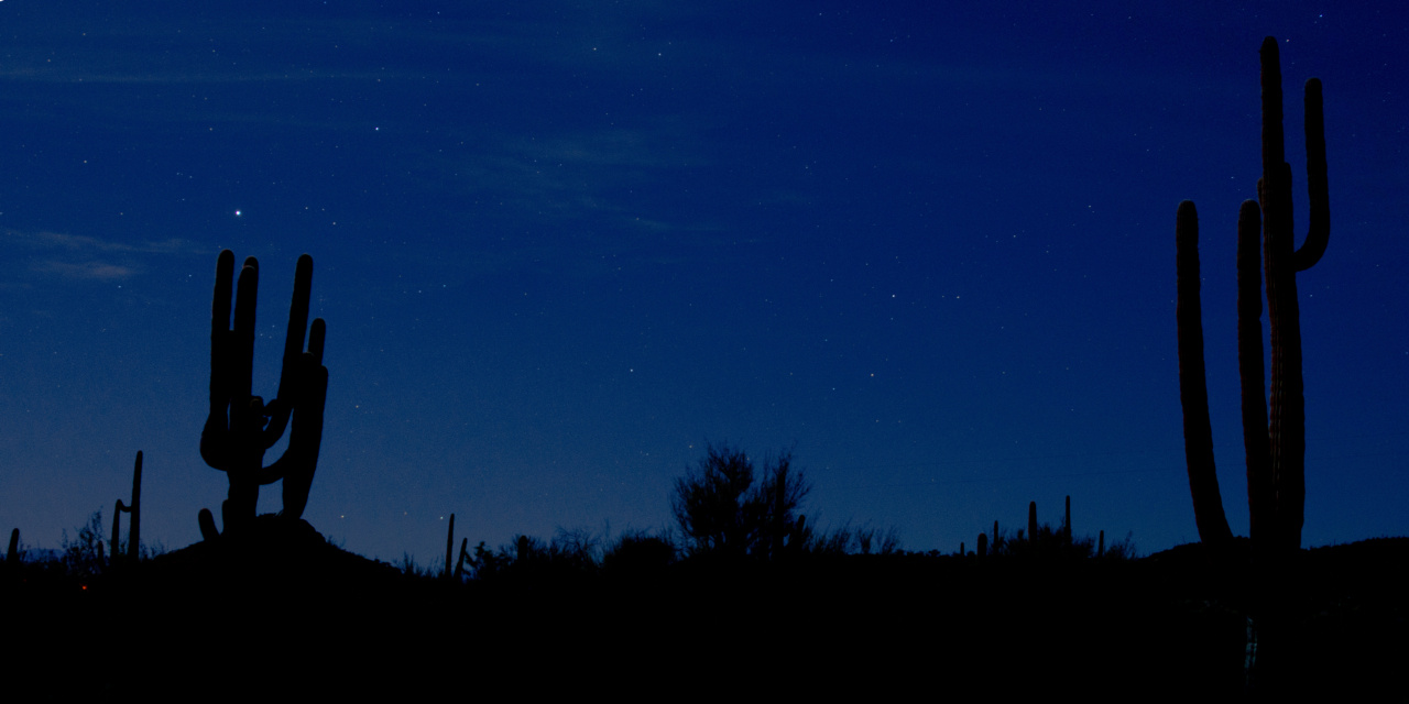 Robert Trudell 'Cactus Night' cactus and stars on a deep blue night