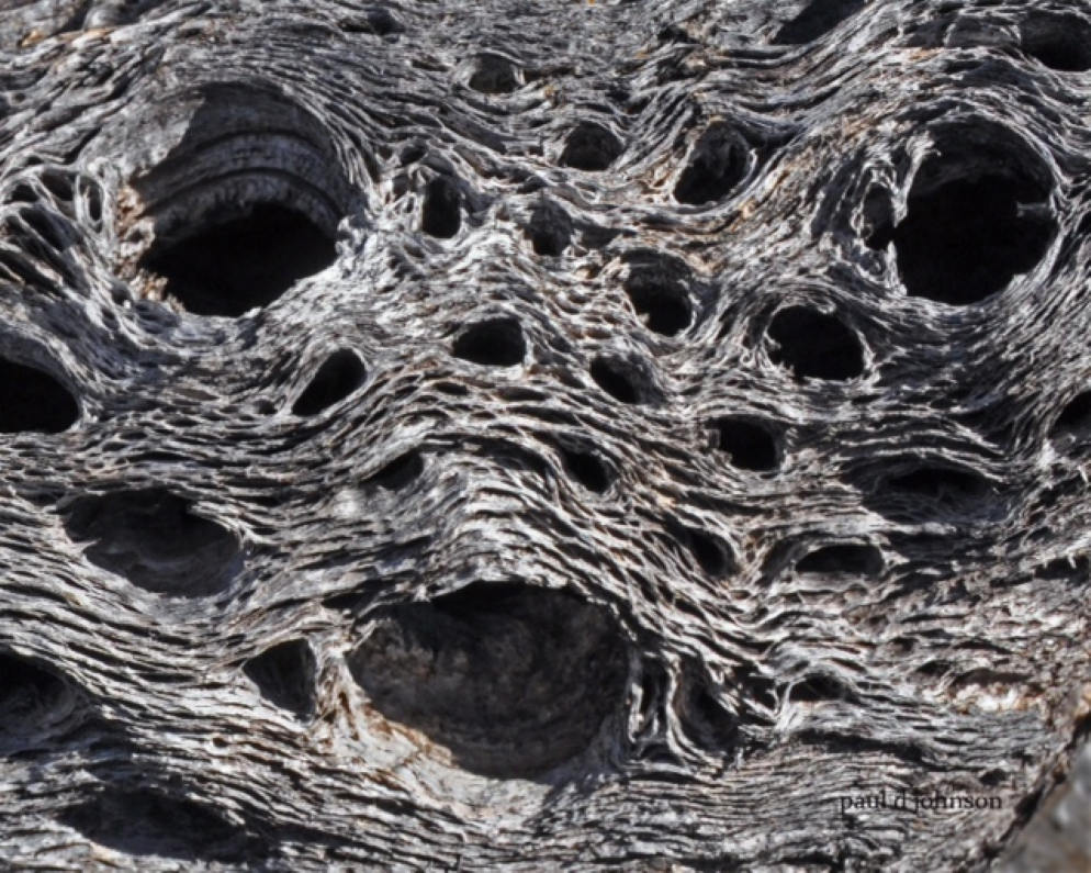 Paul Johnson 'Howl' Cholla skeleton