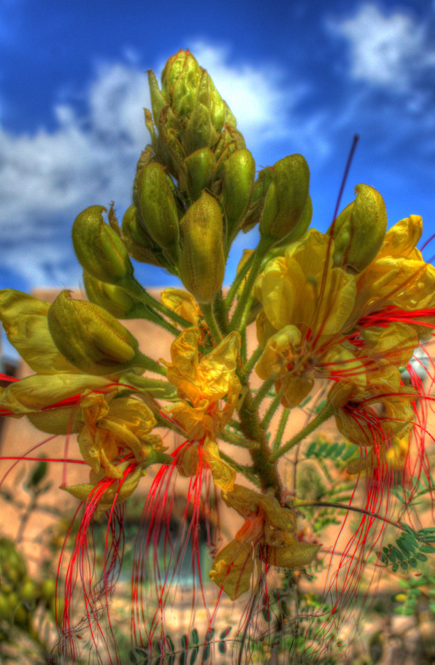 Desert Plants