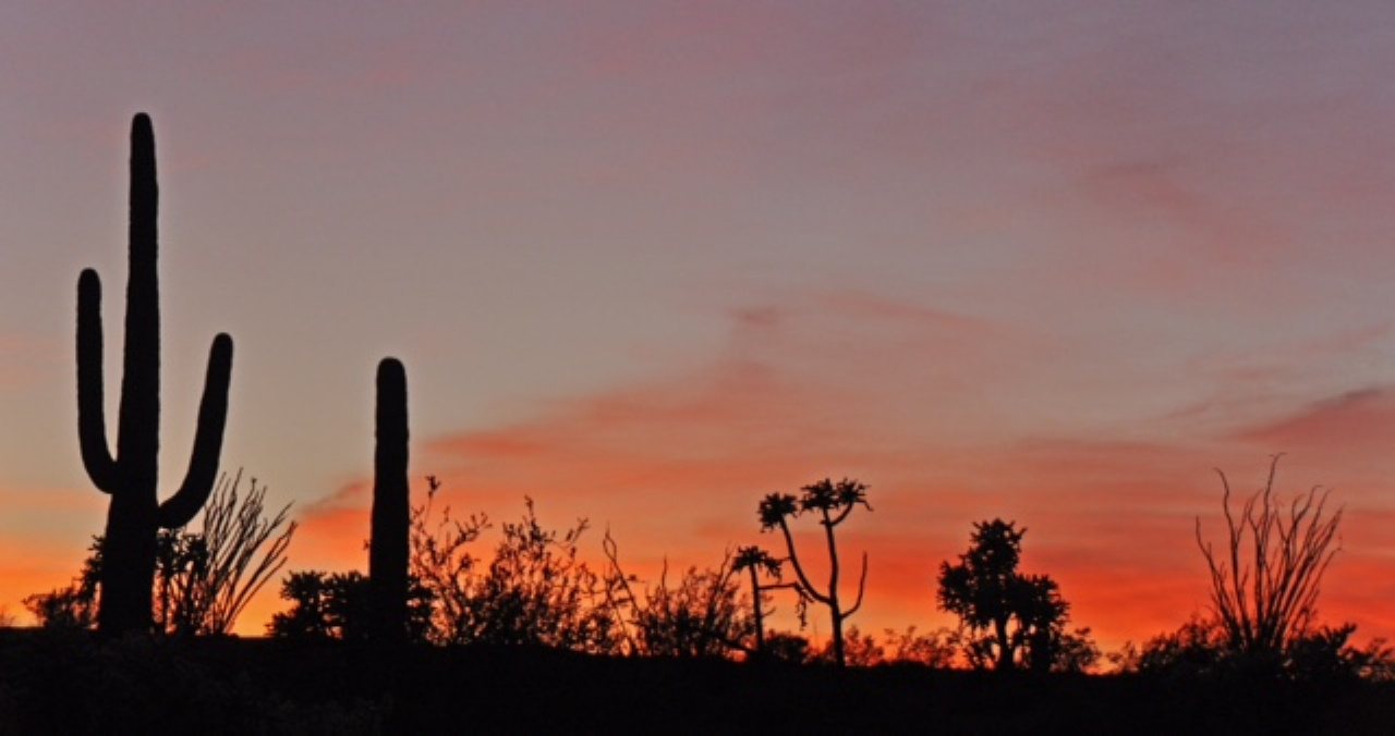 Paul Johnson, 'Sonoran Suite' many different cactus in one panorama