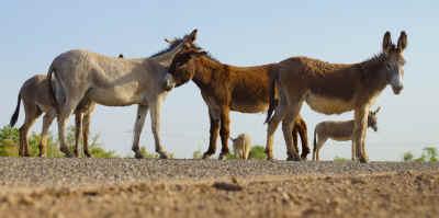 Robert Trudell 'Donkey Roadblock' a herd of donkeys doing their thing