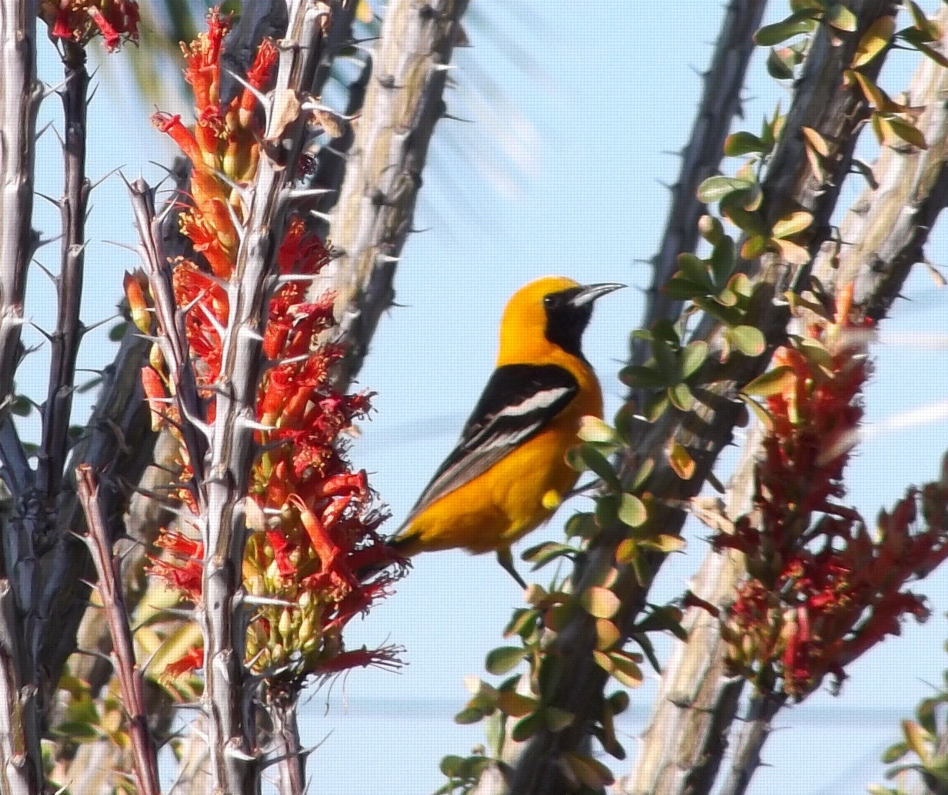 Mike Merrigan 'Octoriole' a Bullock's oriole in an ocotillo