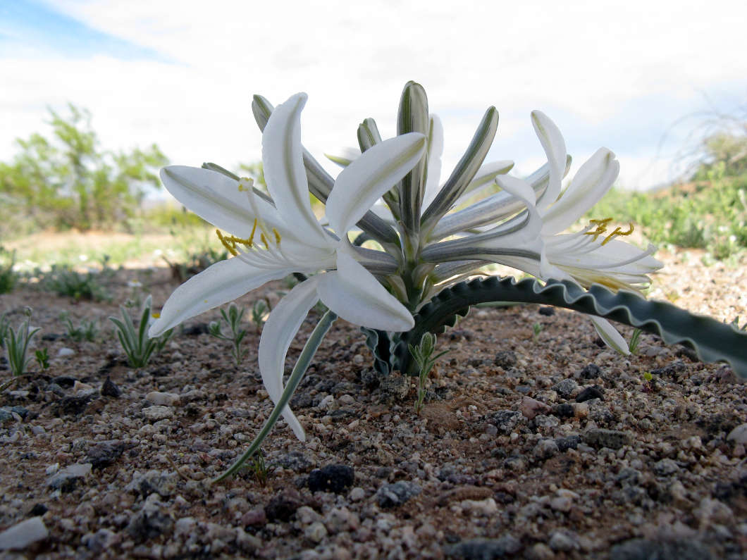 Promise of The Desert by Doug Mietzke