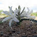 Desert Plants