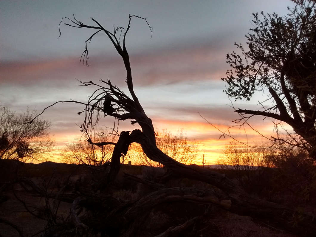 Devil in the Desert by Karen Eckelberry