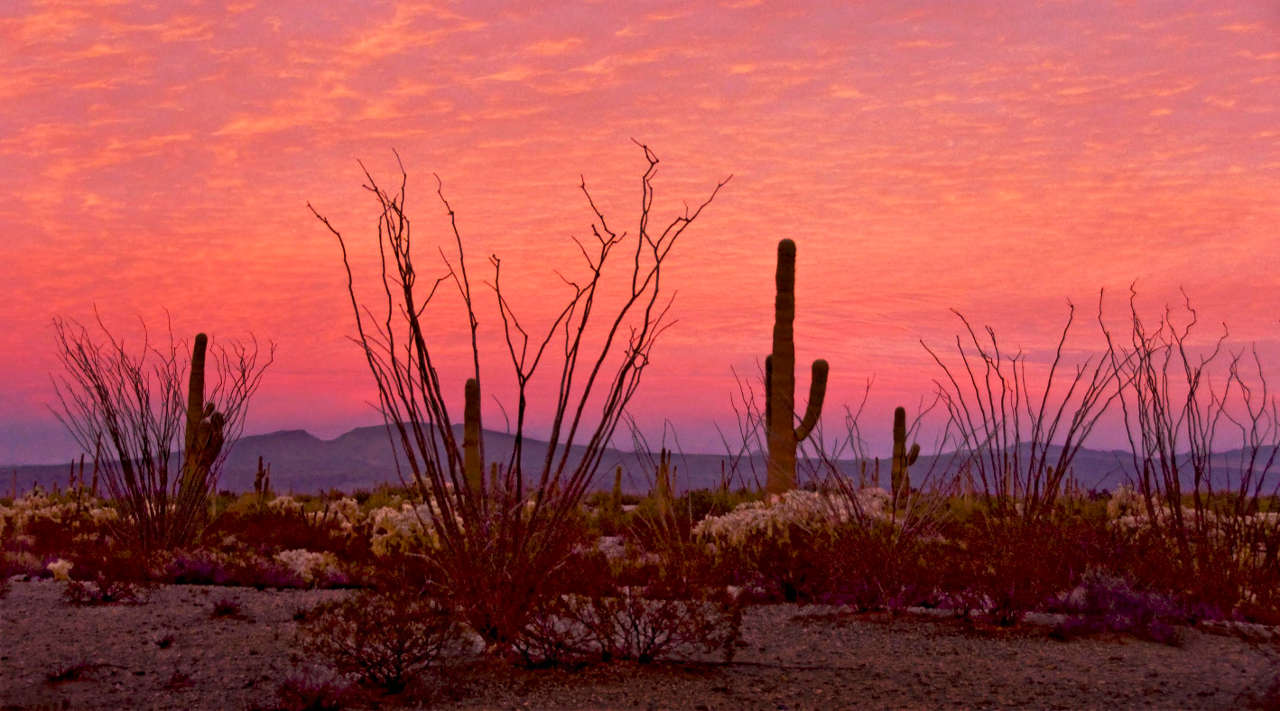 Batamote Ocotillo by Paul Johnson