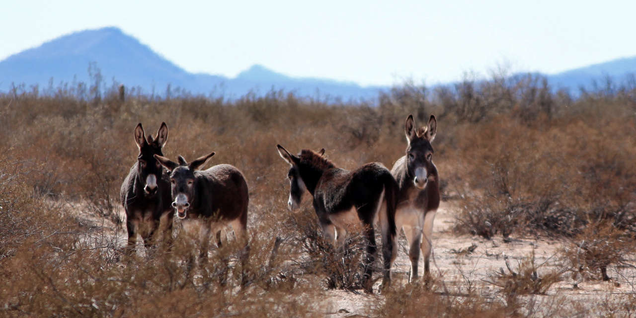 Cheezy Burros by Alisia Clements Wollcott'