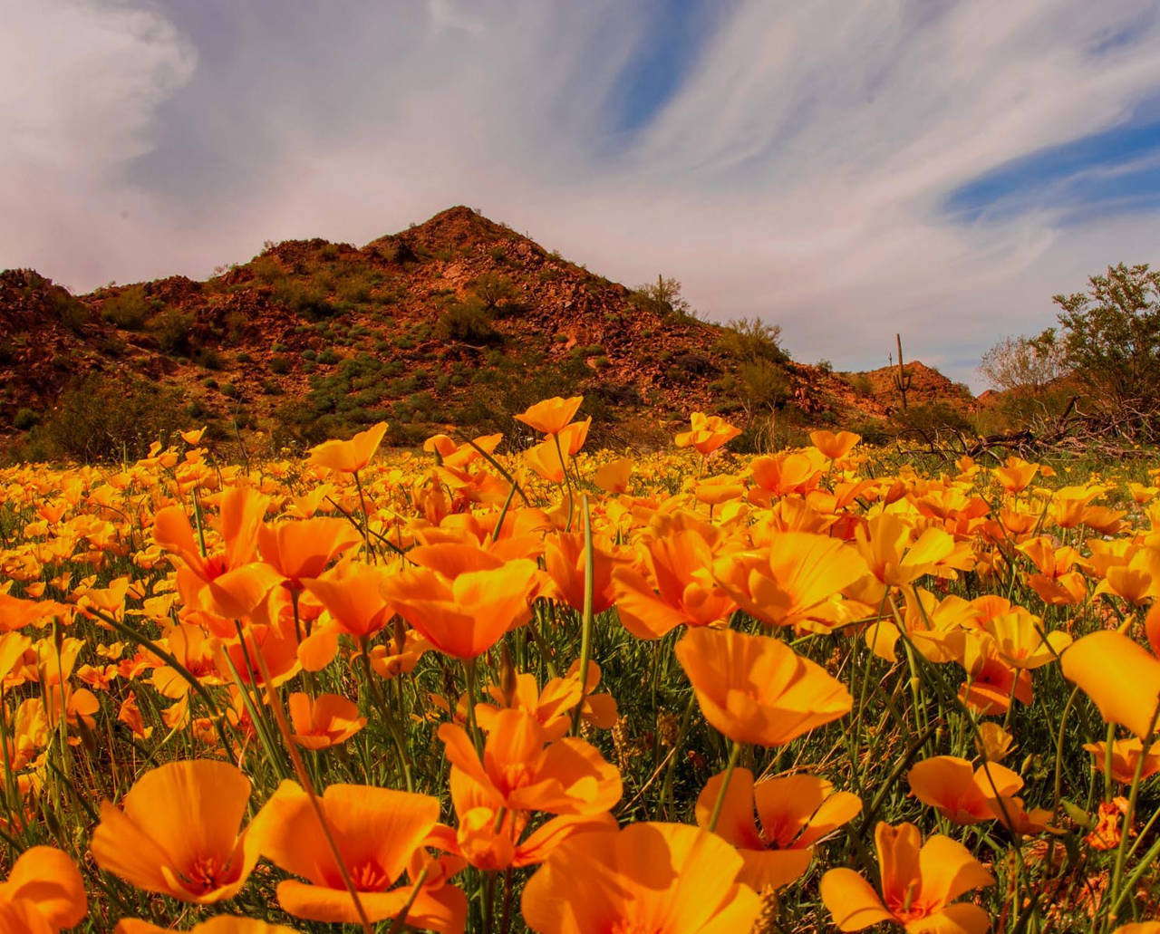 Springtime in Ajo