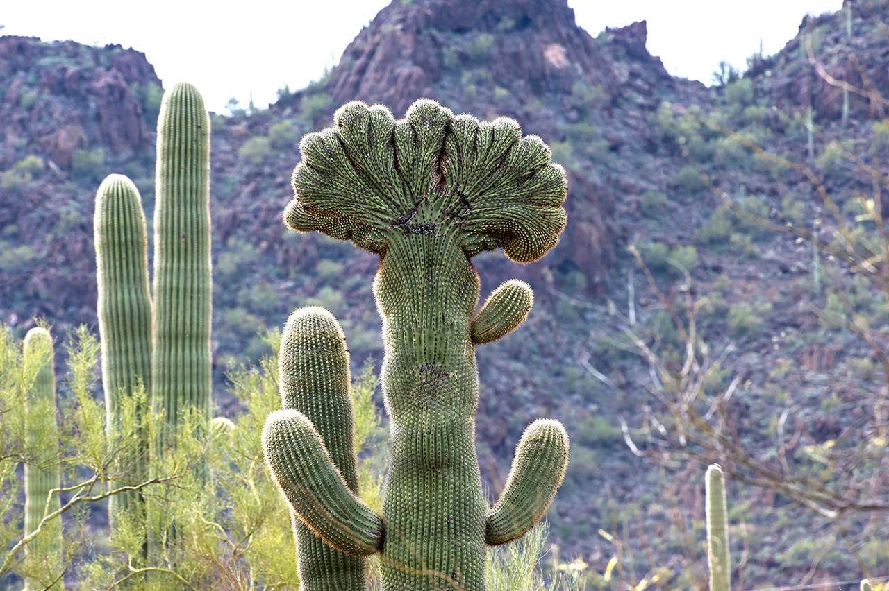 Cristate Saguaro