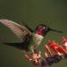 Desert Wildlife