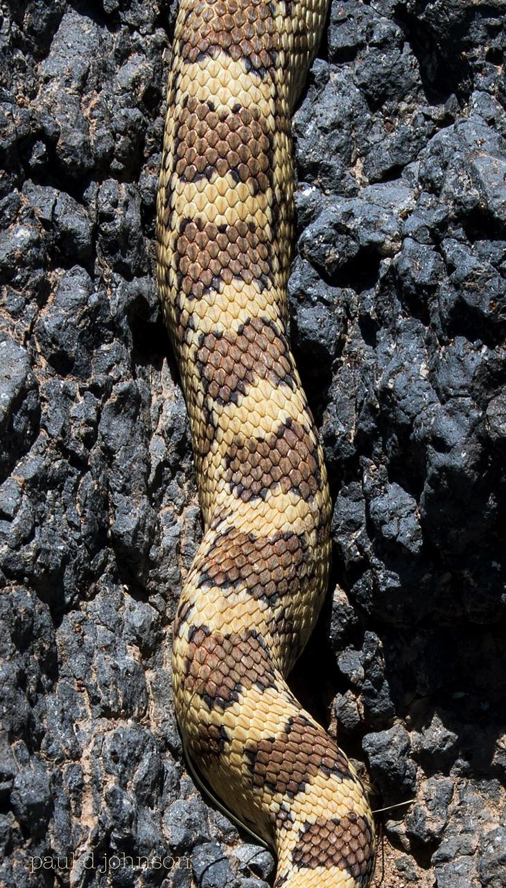 Gopher Snake