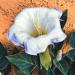 Sacred Datura Wrightii