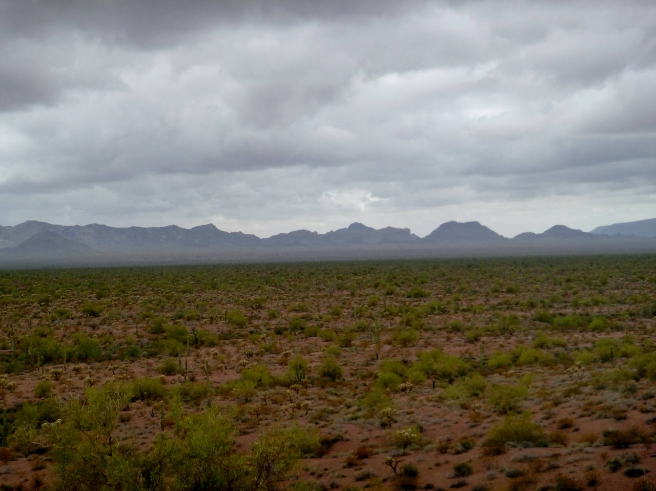 Forest in the Desert
