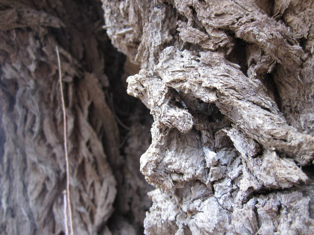 Staring Bark