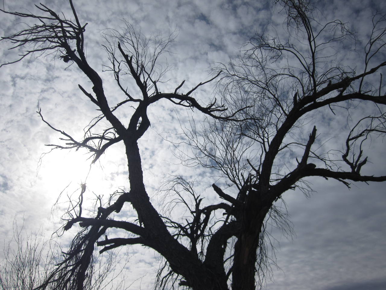 Branches