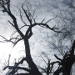Branches