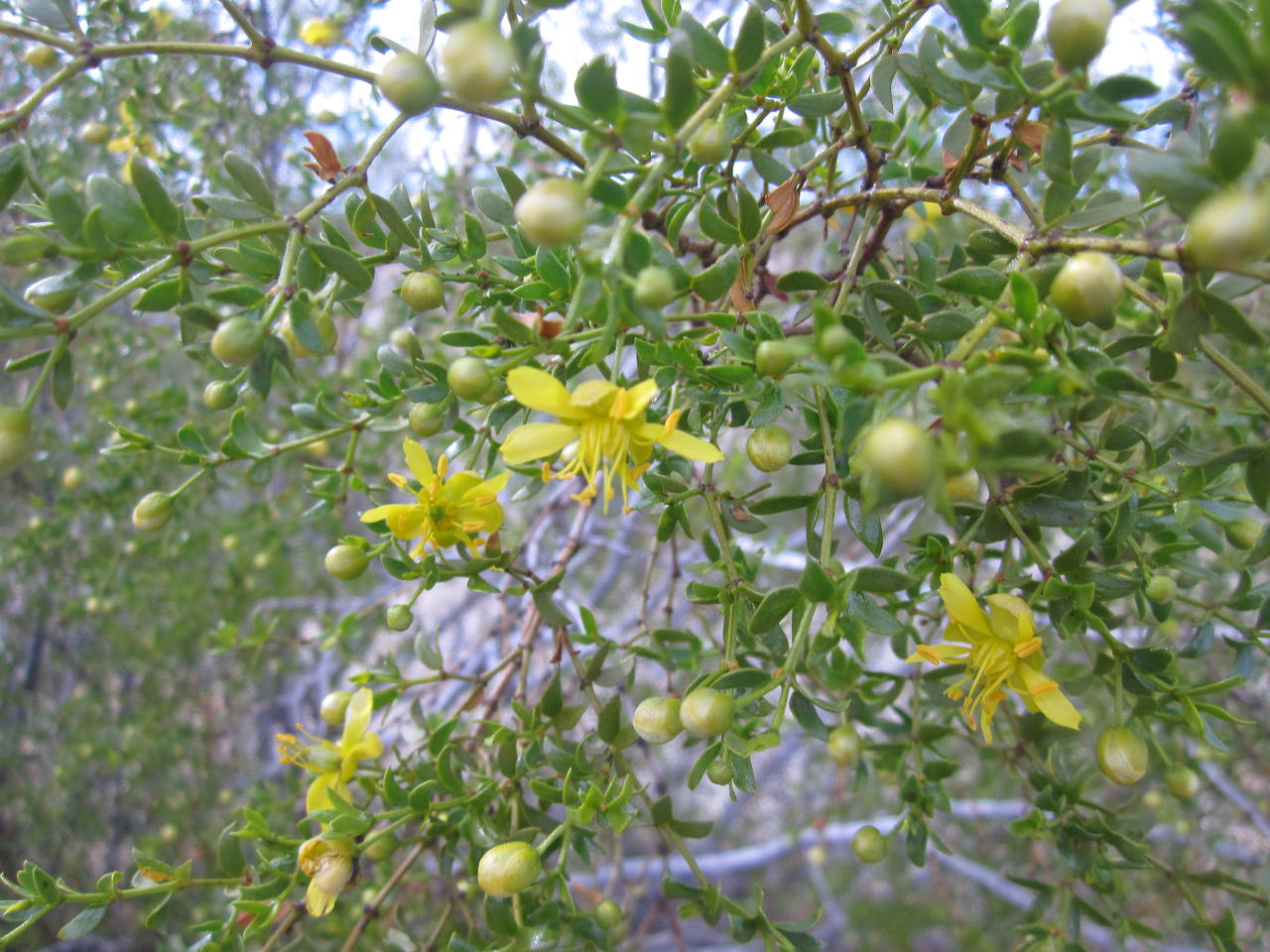 Blossoms