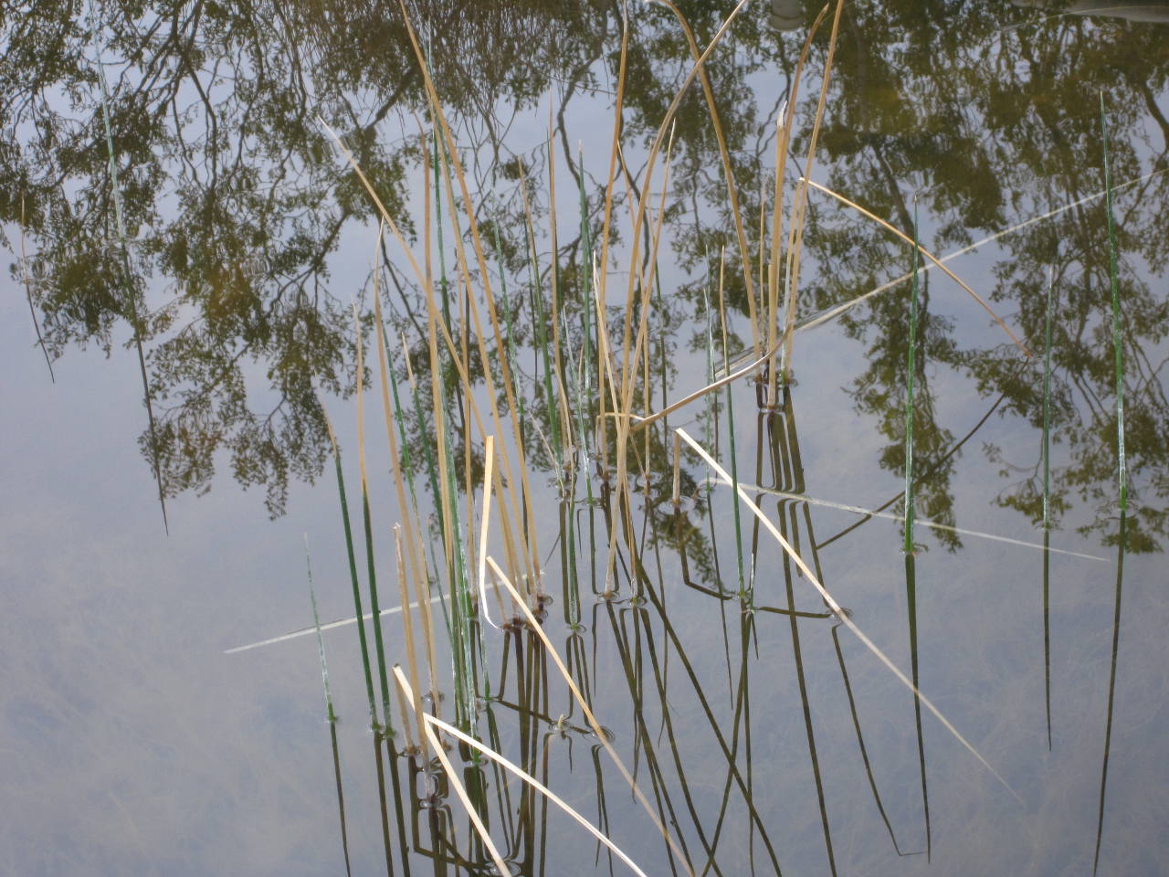 Reflection