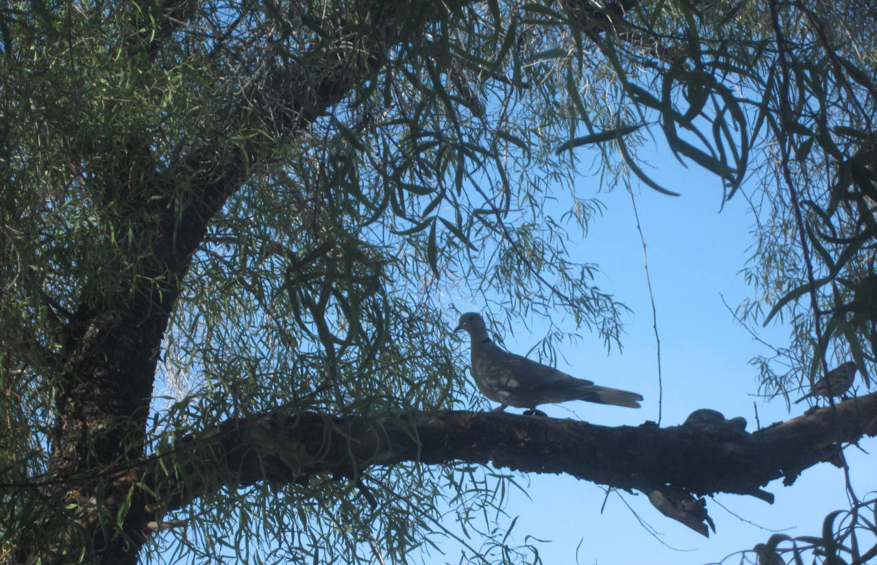 Away from the Nest