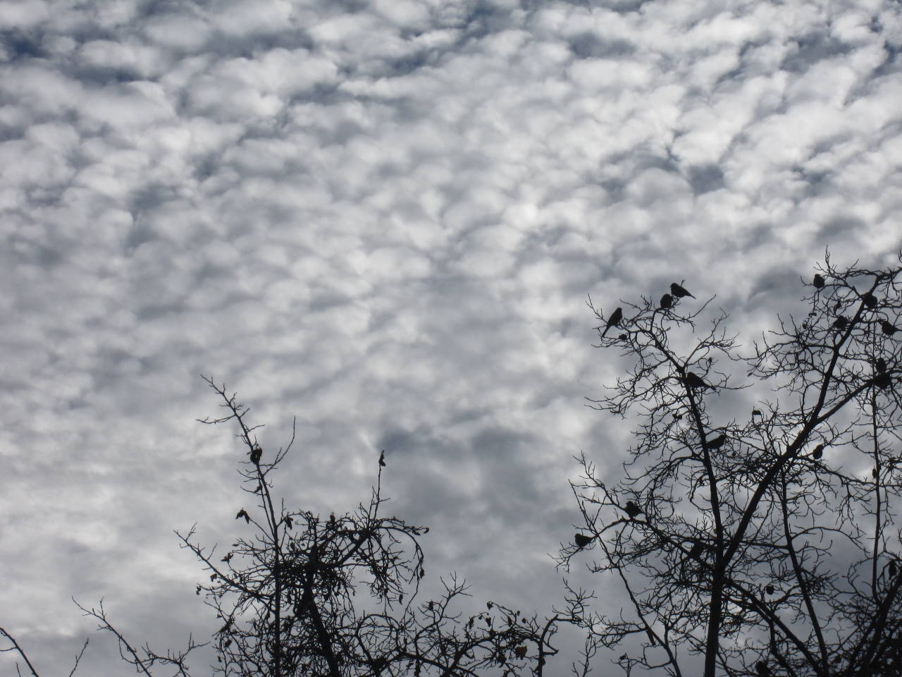 Birds in Trees